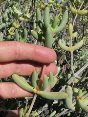 Stoeberia frutescens