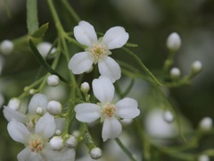 Boronia denticulata