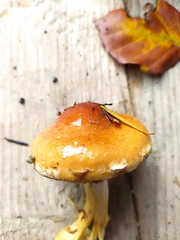Cortinarius evernius