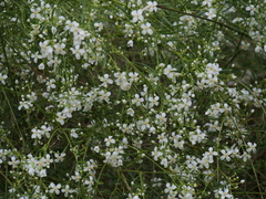 Boronia denticulata