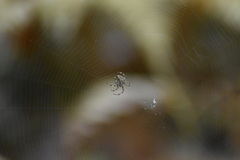 Araneus angulatus