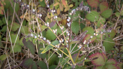 Lithospermum officinale
