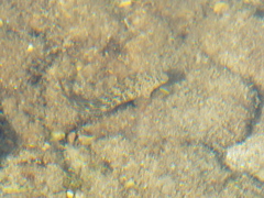 Parablennius sanguinolentus