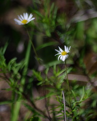 Erigeron hyssopifolius