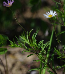 Erigeron hyssopifolius