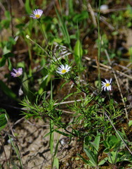 Erigeron hyssopifolius