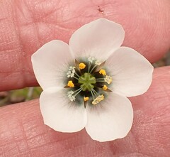 Drosera zeyheri