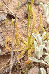 Drosera zeyheri
