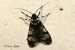 Hyaleucerea vulnerata