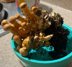 Gymnopilus ventricosus