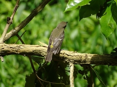 Ficedula zanthopygia