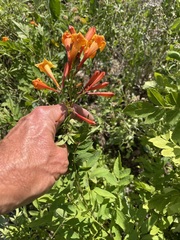 Tecoma fulva guarume