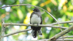 Rhipidura javanica