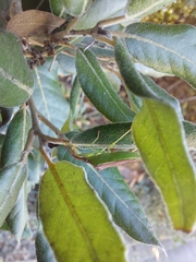 Gonocerus insidiator