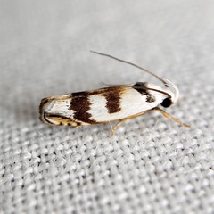 Plectophila pyrgodes