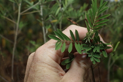 Tephrosia astragaloides