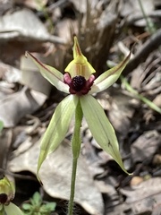 Caladenia macrostylis