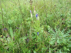 Gentianopsis barbata
