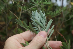 Tephrosia astragaloides