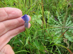 Gentianopsis barbata