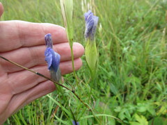Gentianopsis barbata