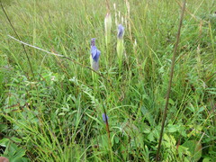 Gentianopsis barbata