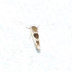 Stathmopoda megathyma