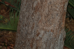 Corymbia intermedia