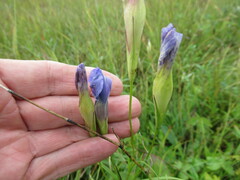 Gentianopsis barbata