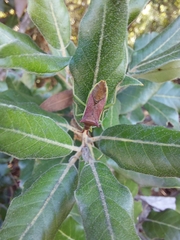 Gonocerus insidiator