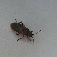 Arocatus melanocephalus