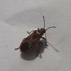 Arocatus melanocephalus