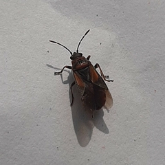 Arocatus melanocephalus