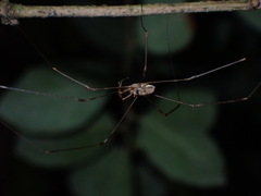 Dicranopalpus