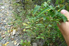 Spiraea flexuosa