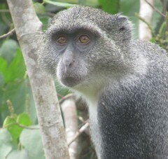 Cercopithecus mitis albogularis