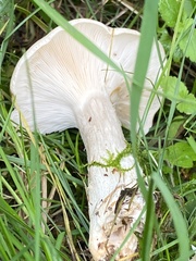 Infundibulicybe geotropa