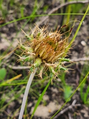 Berkheya barbata