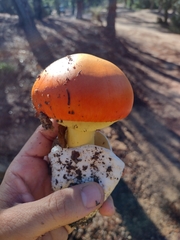 Amanita caesarea