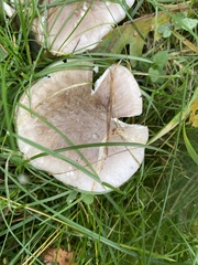 Infundibulicybe geotropa