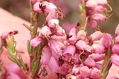 Erica rosacea