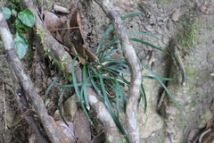 Ophiopogoneae