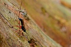 Ephialtes manifestator