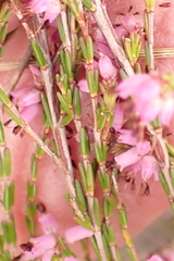 Erica rosacea