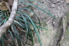 Ophiopogoneae