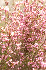 Erica rosacea