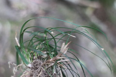 Ophiopogoneae