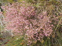 Erica rosacea