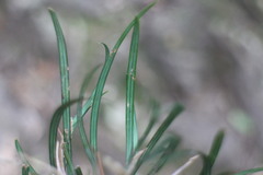Ophiopogoneae