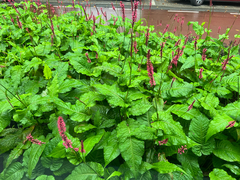 Bistorta amplexicaulis